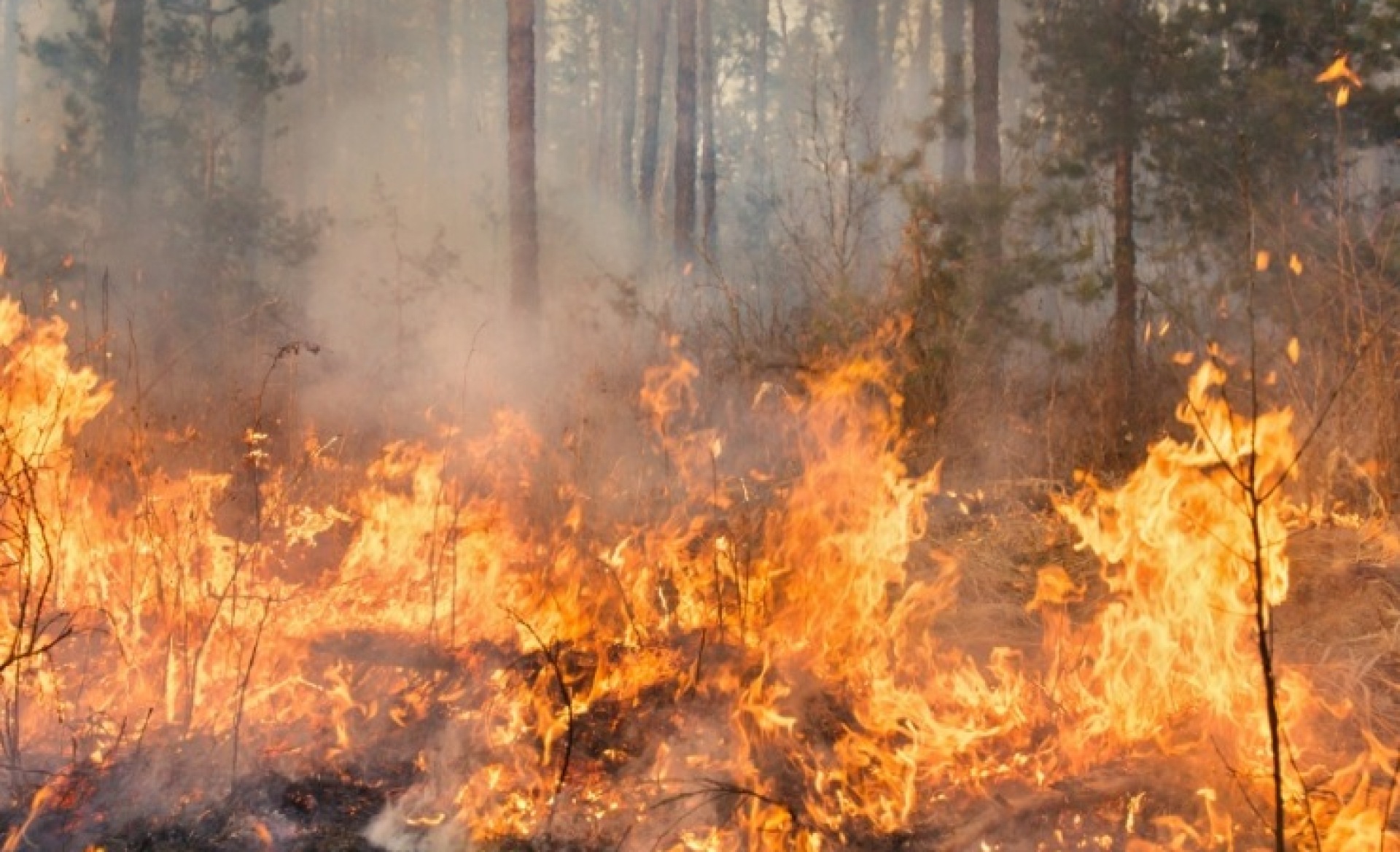 Your Choice of Site Generator Hire Could Reduce Wildfires